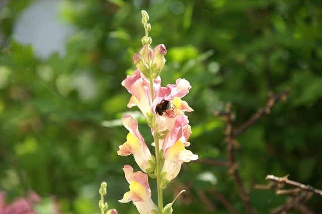 Free Bumblebee Snapdragon photo and picture