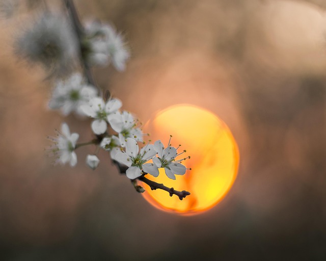 Free Sun Flowers photo and picture