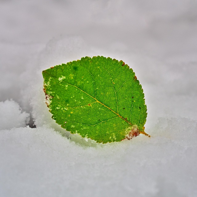Free Leaf Green photo and picture
