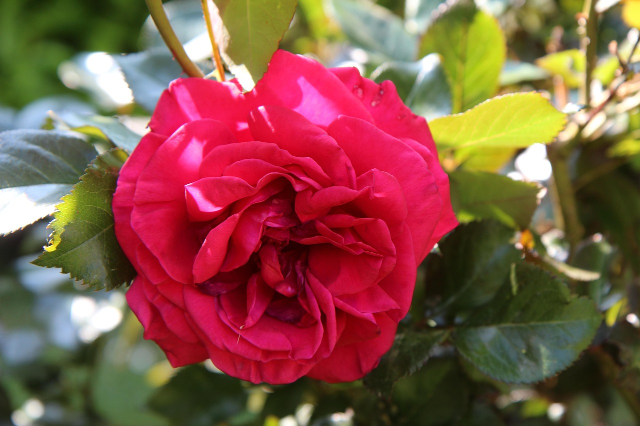 핑크 Rosebush 붉은 장미 빨간 Pixabay의 무료 사진 Pixabay