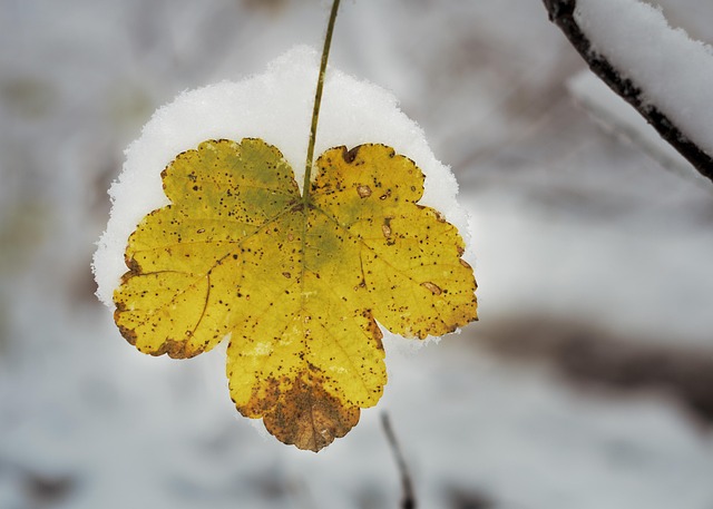 Free Leaf Yellow photo and picture