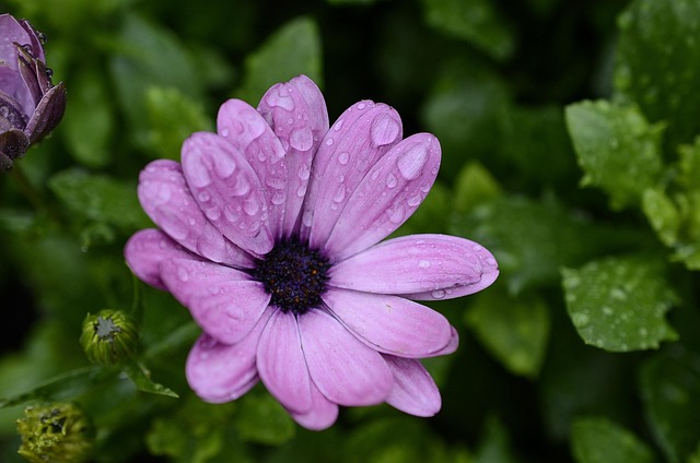 Free Flower Flower Background photo and picture
