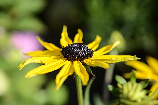Free Flower Beautiful Flowers photo and picture