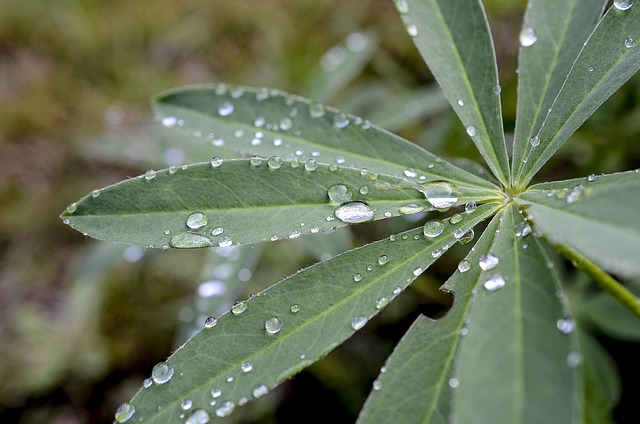 Free Plants Leaf photo and picture