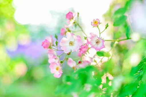 1000以上の無料初夏 ジョーカー画像 Pixabay