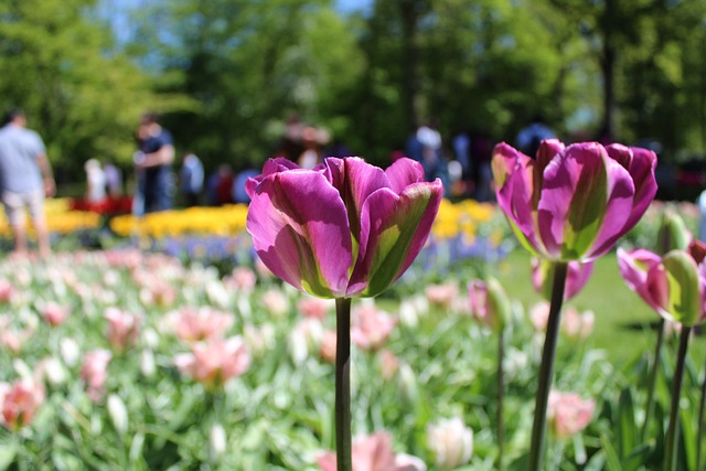 Free Tulip Amsterdao photo and picture