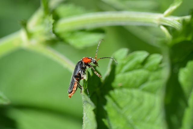 Free Soldier Beetle Beetle photo and picture