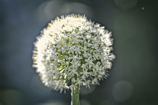 Free Wish Flower photo and picture