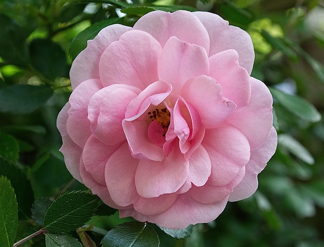 Free Rose Gardening photo and picture