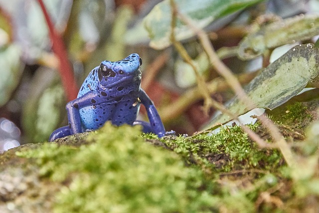 Free Frog Blue photo and picture