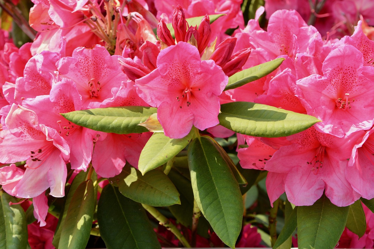 flowers-3422682_1280.jpg