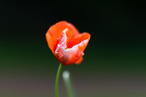 Bakgrunn, Blomst, Vakre Blomster