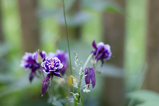 Bakgrunn, Blomst, Skrivebordsbakgrunner