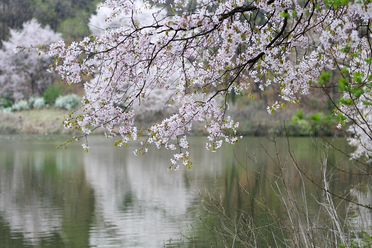 300,000 + 무료 봄풍경 & 풍경 이미지 - Pixabay