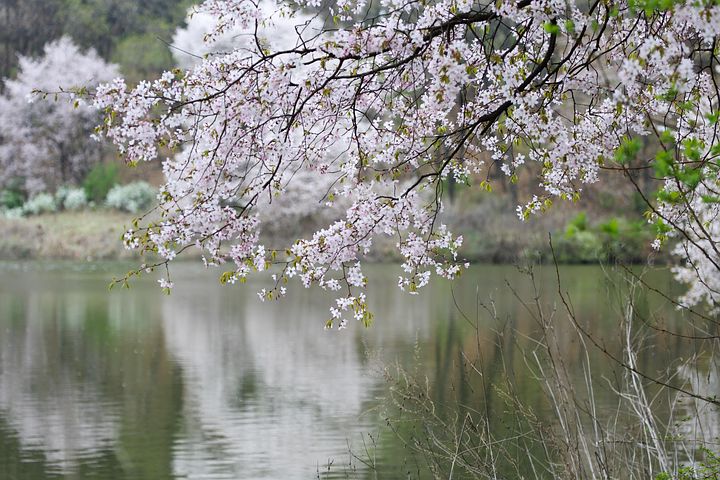 봄풍경 이미지 - 무료 사진 다운로드 - Pixabay