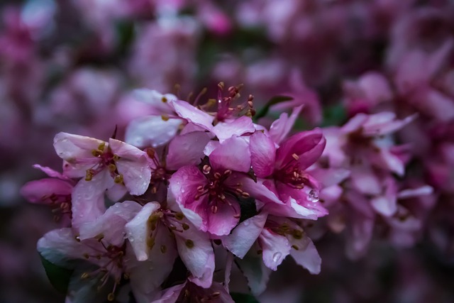 Blumen, Pflanzen, Knospen, Garten, Feder