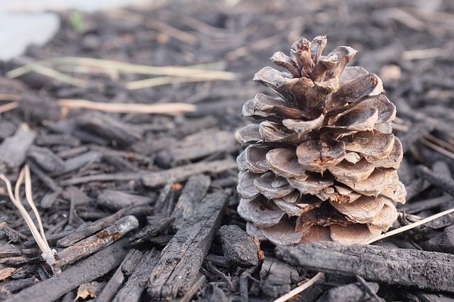 Free Pine Cone Wood photo and picture