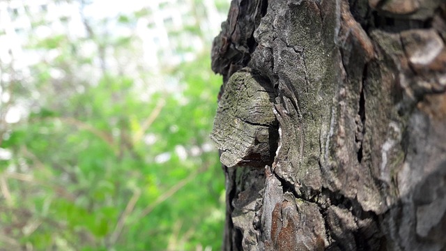 Free In The Woods Old Tree photo and picture