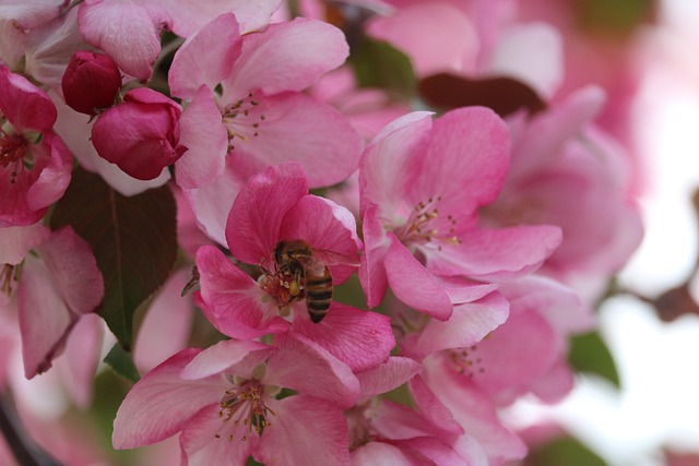 Biene, Rosa, Blume, Futter, Garten
