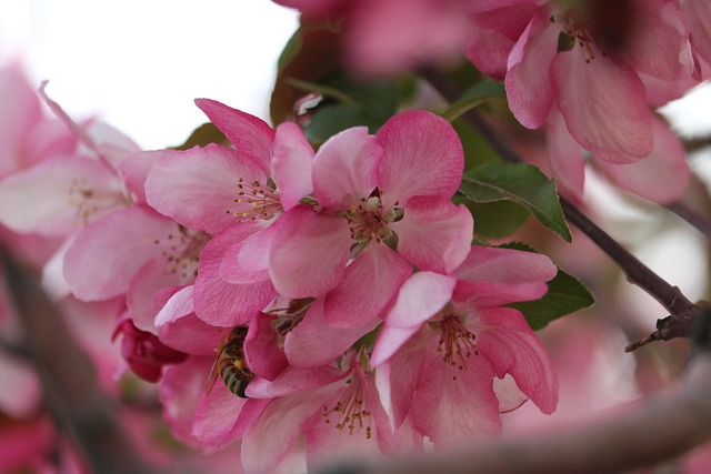 Rosa, Blume, Blumen Hintergrund