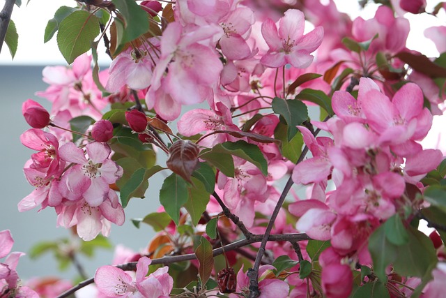 Rosa, Blume, Pinke Blumen, Blüte