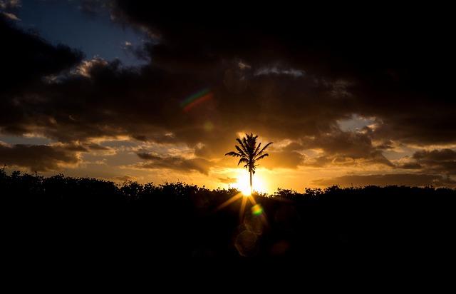 Free Sunset Palm Tree photo and picture