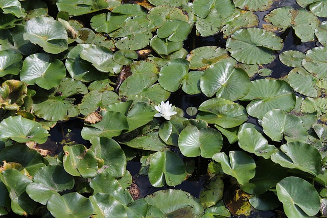 Lilly, Pad, Blume, Blätter
