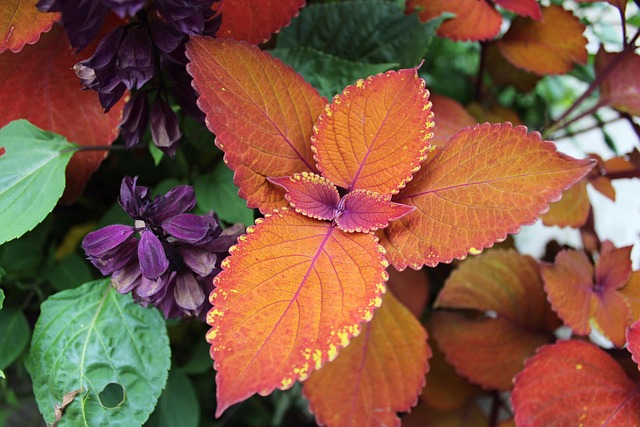 Farben, Blätter, Orange