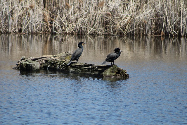Vogel, Baum, Hoch, Protokoll, Wasser