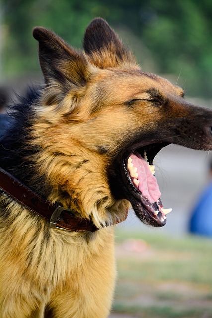Hund, Haustier, Tier, Züchten, Eckzahn