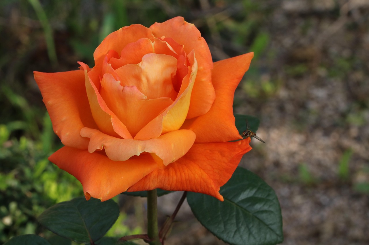 rose-3423257_1280.jpg