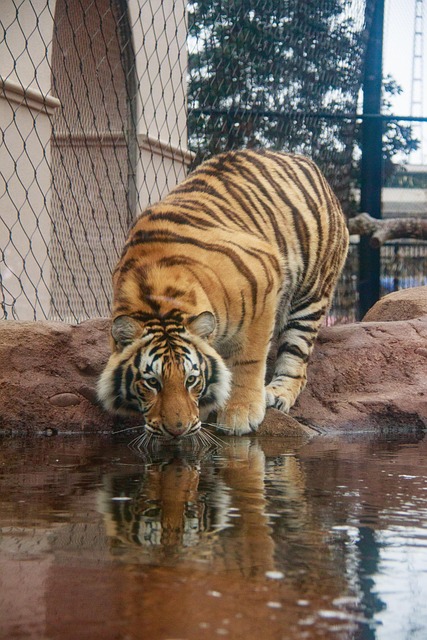 Free Tiger Reflection photo and picture