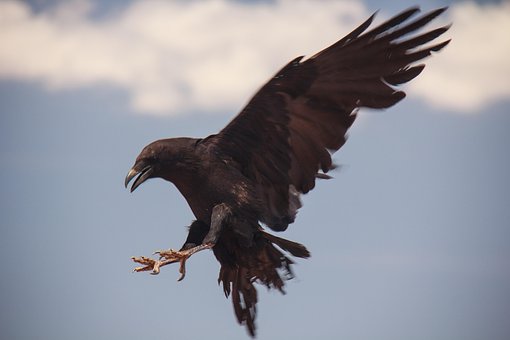 Free Raven Nature photo and picture