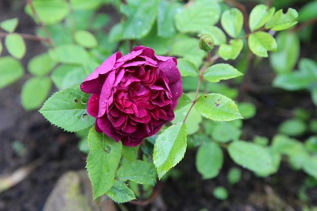 Rumpun Pohon Bunga Mawar Wild Rose - Foto gratis di Pixabay - Pixabay