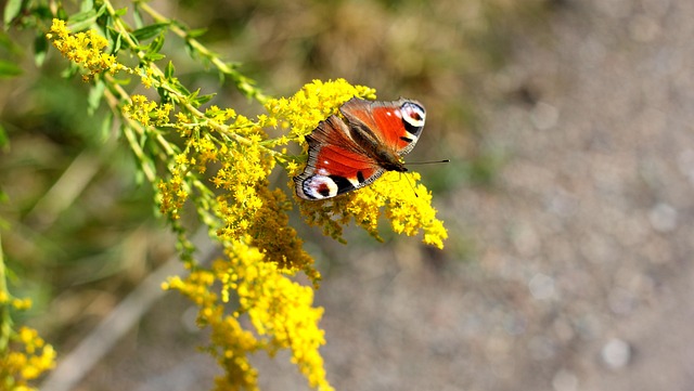 Free Butterfly Nature photo and picture