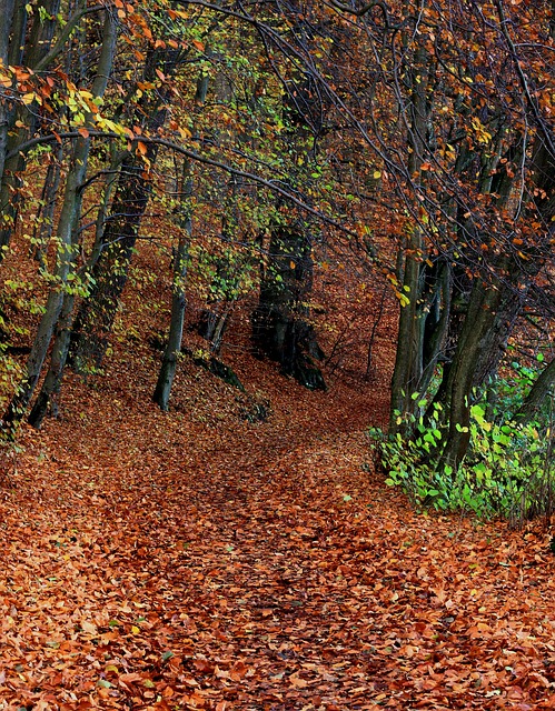 Free Forest Autumn photo and picture