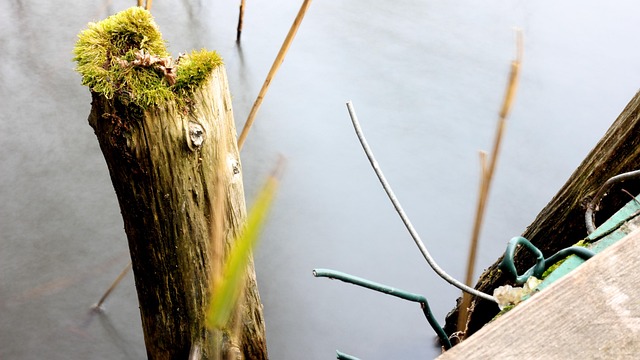 Free Lake Water photo and picture