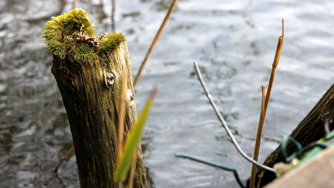lake, water, nature, down, wood, overgrown