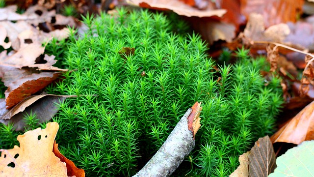 Free Down Forest photo and picture