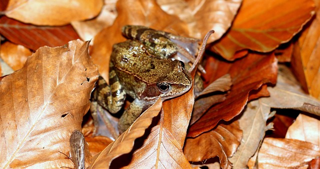 Free Frog Toad Las photo and picture