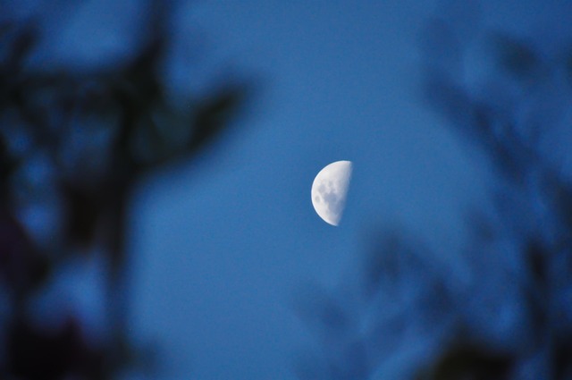 Free Moon Night photo and picture