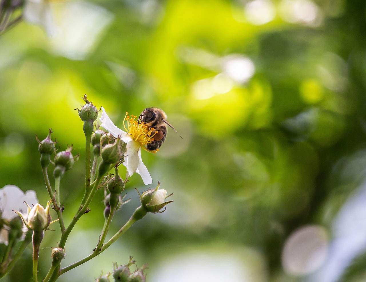 Wild Roses And Bees Bee Wild Rose Blossom - Free photo on Pixabay - Pixabay