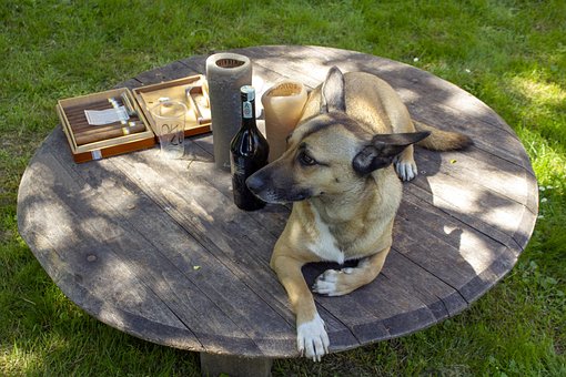 Hund, Parti, Slap Af, Alkoholisme, Have