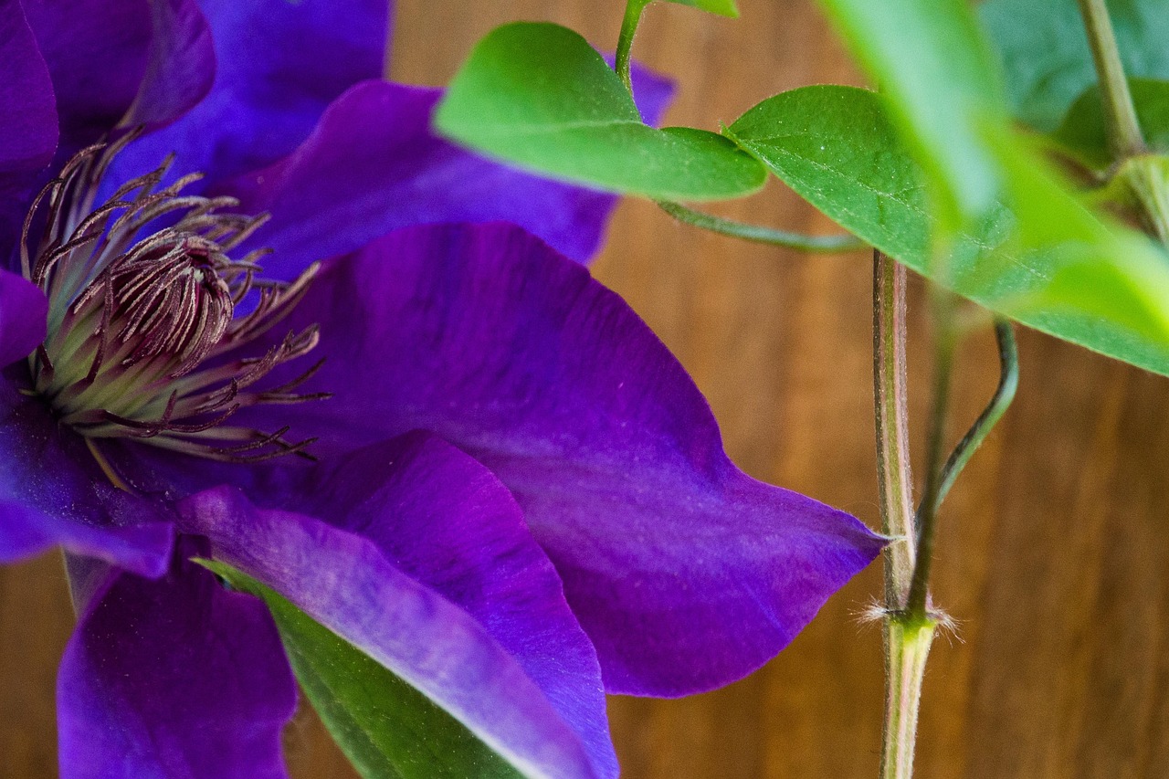 Herbruikbare muur sjabloon van kunststof // Clematis