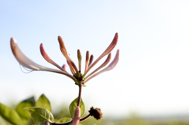 Free Flower Plant photo and picture