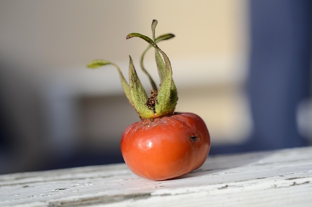 Free Red Plant photo and picture
