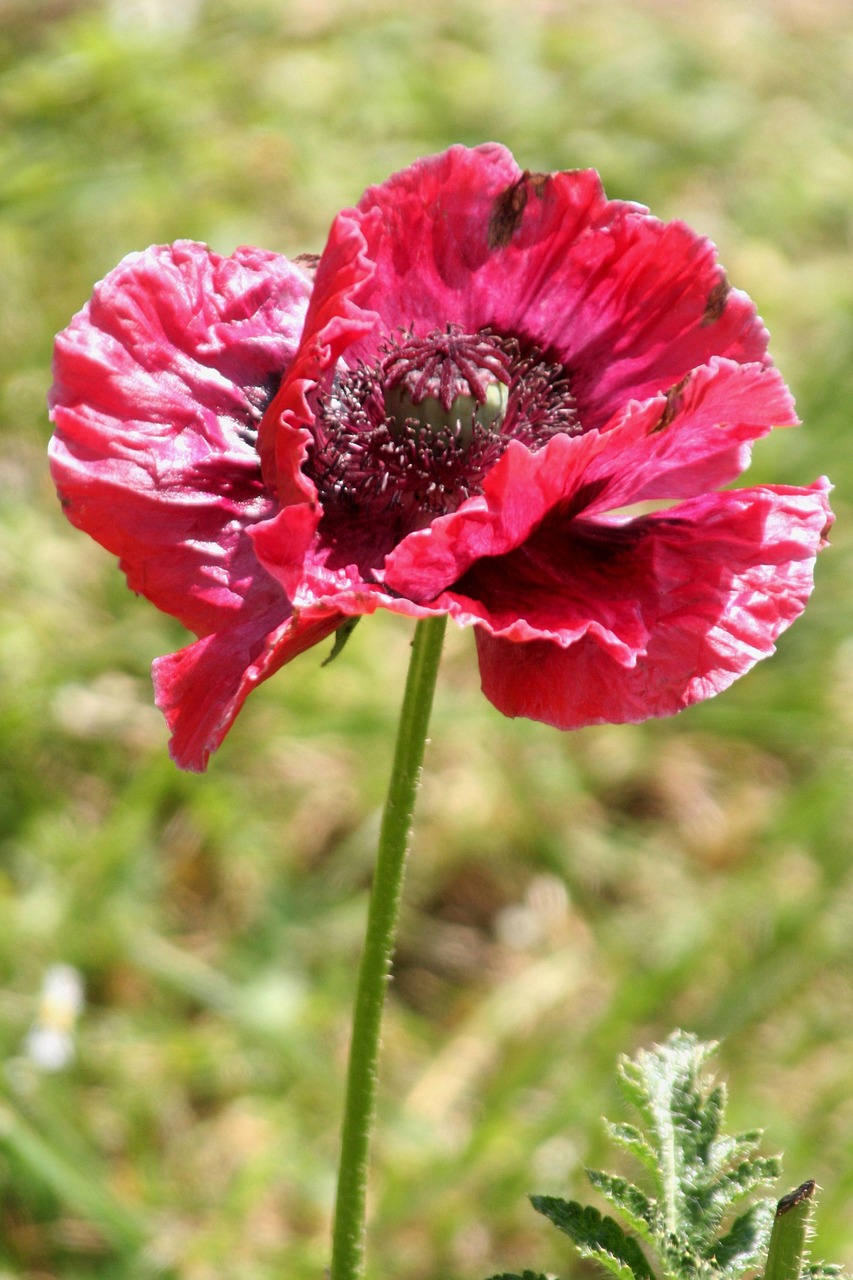 Poppy Inages Flower Poppy Spring - Free photo on Pixabay - Pixabay