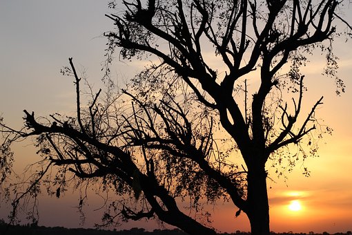 Solnedgang, Gyldne Time, Silhuet, Natur