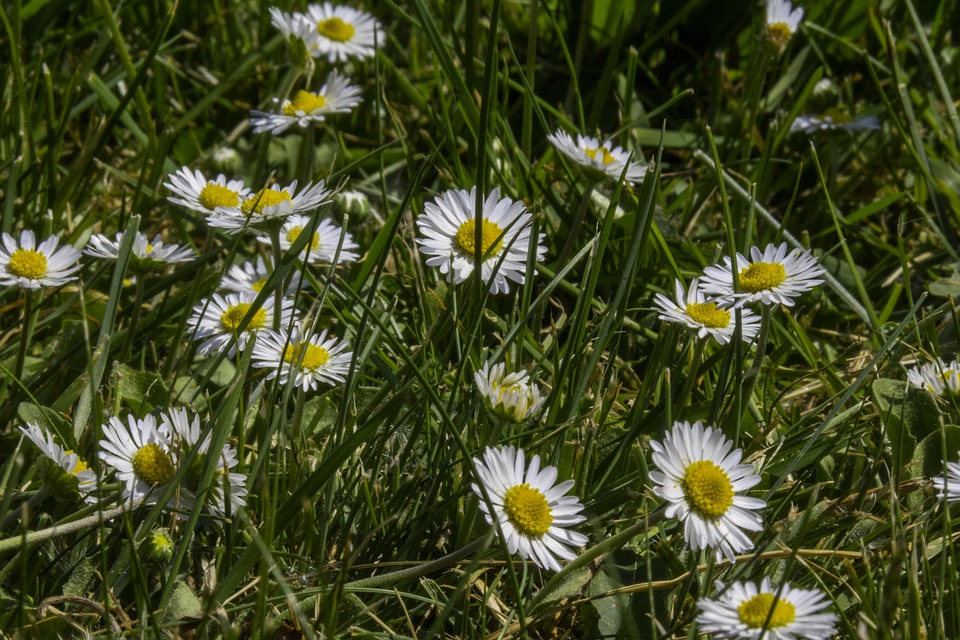 Gras Daisy Makro · Kostenloses Foto auf Pixabay Gras Daisy Makro · Kostenloses Foto auf Pixabay