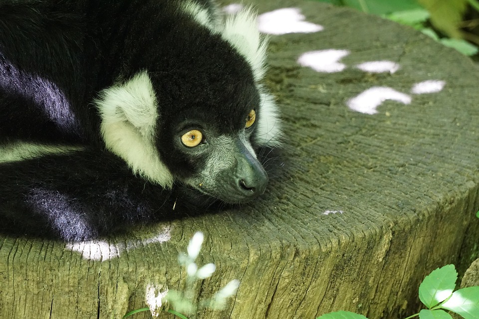 ワオキツネザル 動物園 マダガスカル Pixabayの無料写真